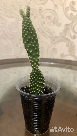 Кактус Опунция