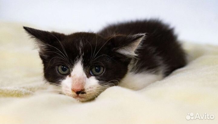 Кошки в добрые руки бесплатно