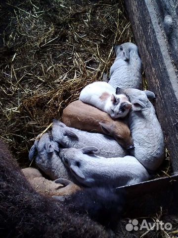 Чистопородные поросята Венгерской Мангалицы купить в Родино | Животные ...