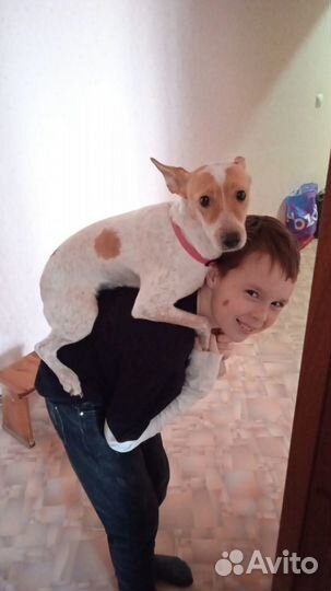 Ищу нового хозяина для собачки