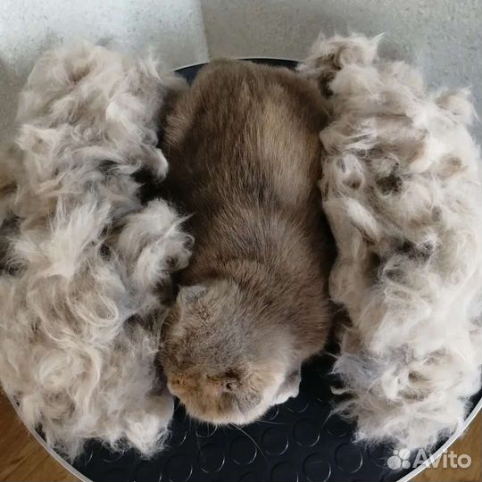 Стрижка собак и кошек