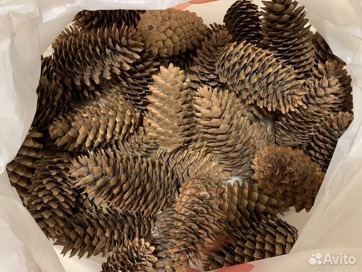 Шишки еловые