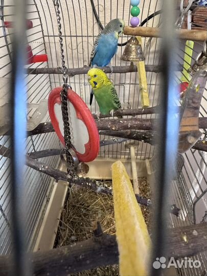 Волнистый попугай