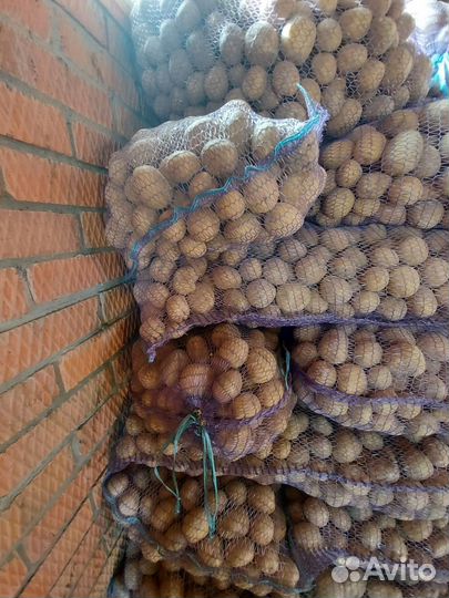 Семенной картофель, ред скарлет, коломбо