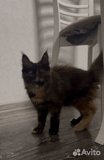 Котята мейн-кун