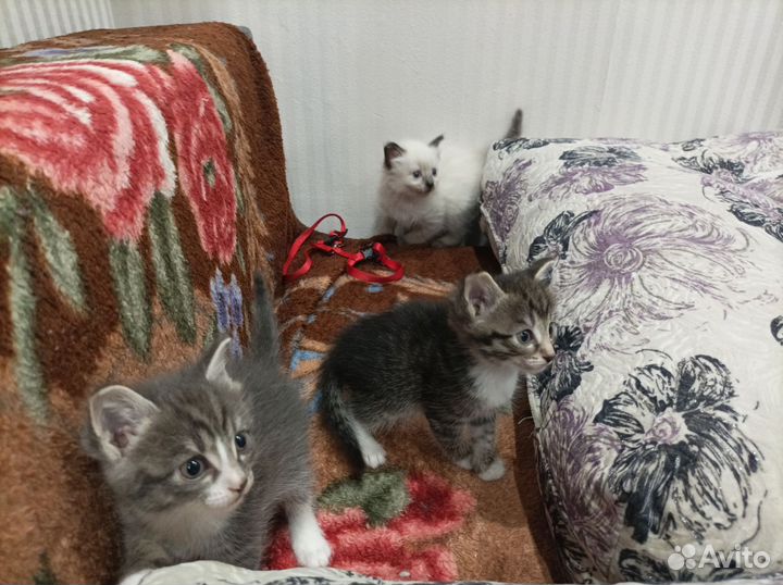 Котята в добрые руки мальчики