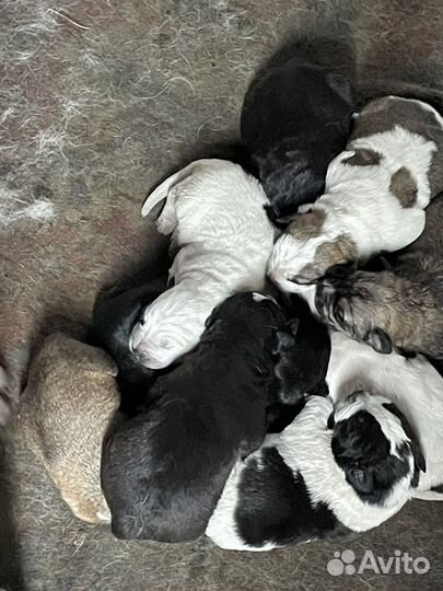 Щенки московской сторожевой собаки