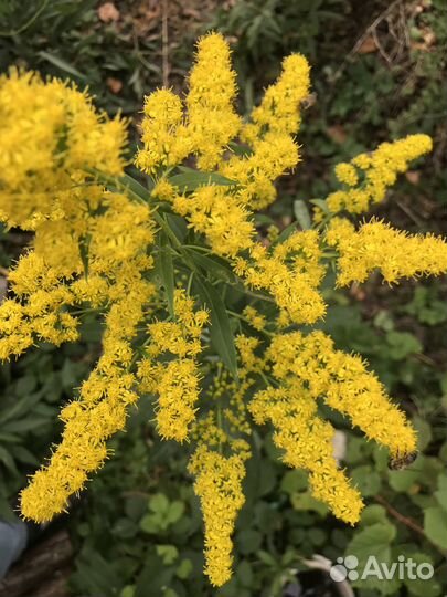 Золотарник (семена, корни, стебли, целиком)