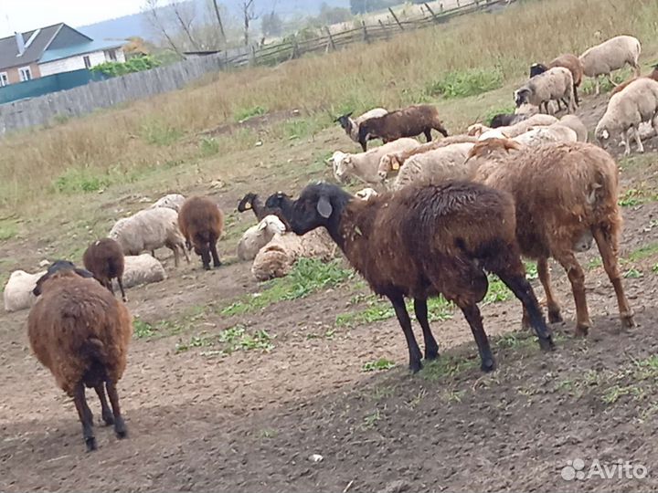 Овцы и бараны, козы