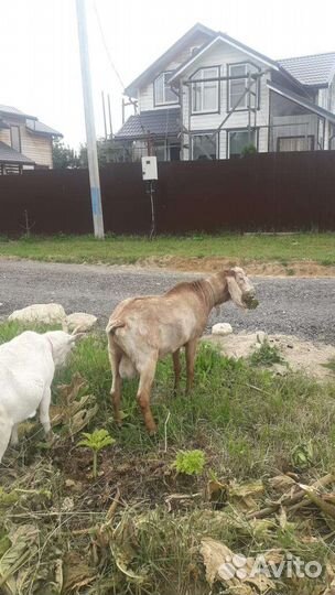 Нубийский козёл