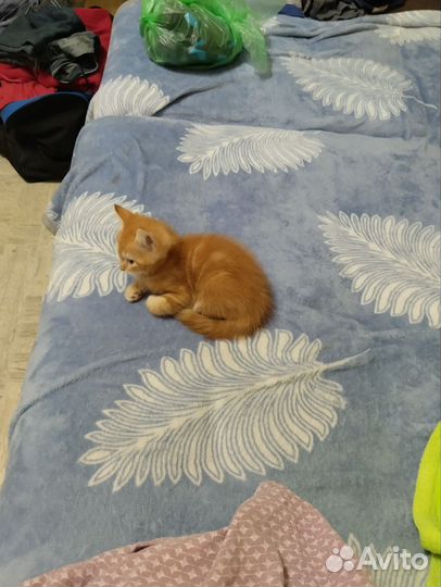 Котенок в добрые руки