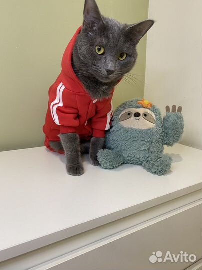 Одежда для кошек и собак мелких пород опт
