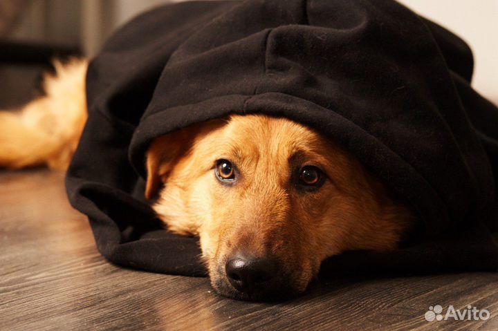 Изумительна собака Изюминка