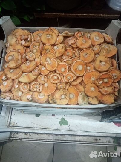 Рыжик боровой свежий