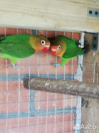 Волнистый попугай