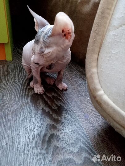 Донской сфинкс