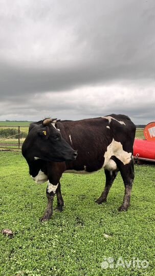 Корова дойная, 15л молока в день (1 отел)