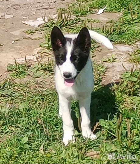 Отдам щенков в добрые руки бесплатно