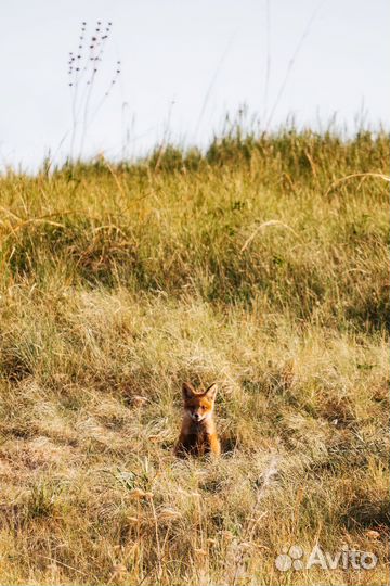 Tamron 150-500 Sony e