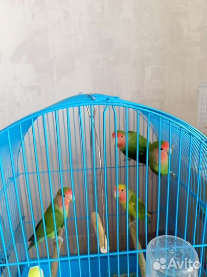 Попугай неразлучник