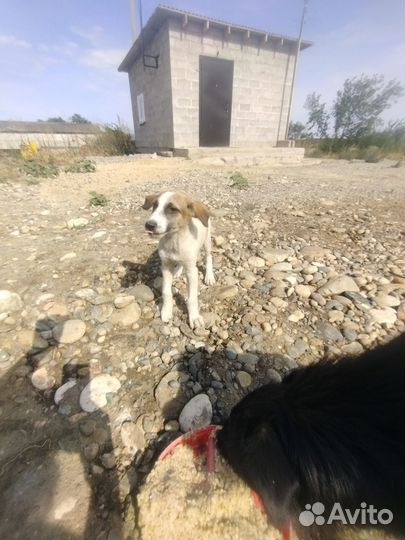 Щенки в добрые руки