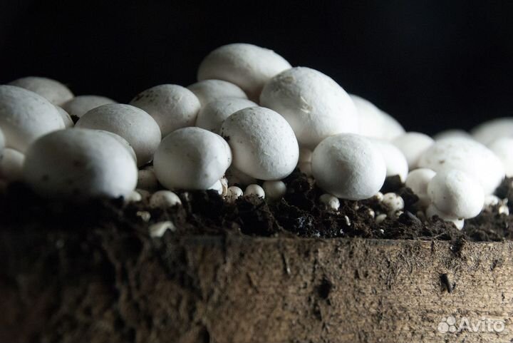 Грибы шампиньоны