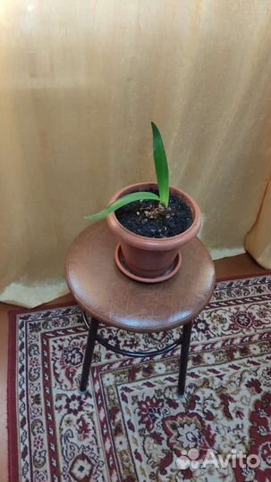 Дендробиум