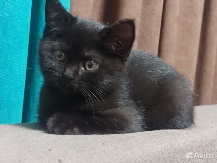 Британские котята