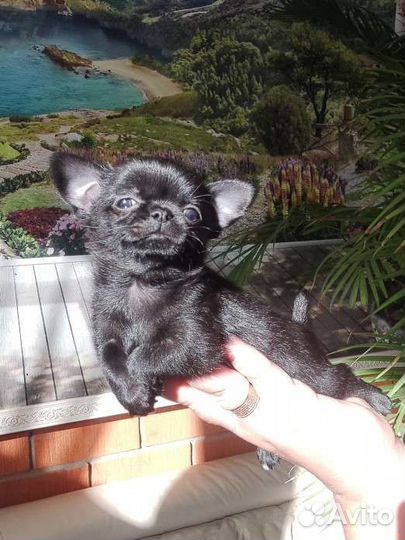 Чихуахуа мальчик мини