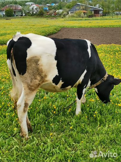 Телки стельные