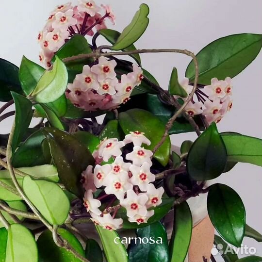 Хойя карноза