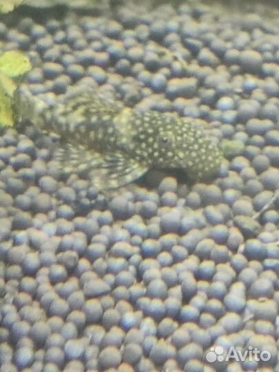 Аквариумные рыбки