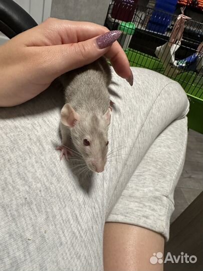 Крыса Дамбо с клеткой