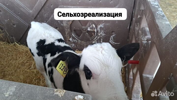 Телята бычки