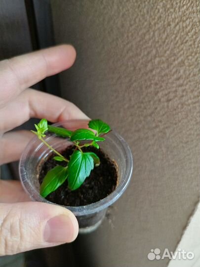 Черенки диасция