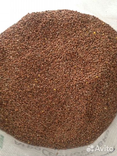 Редька масличная, семена Сидераты