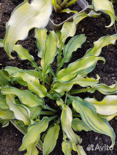 Хоста Керли Фрайз и др