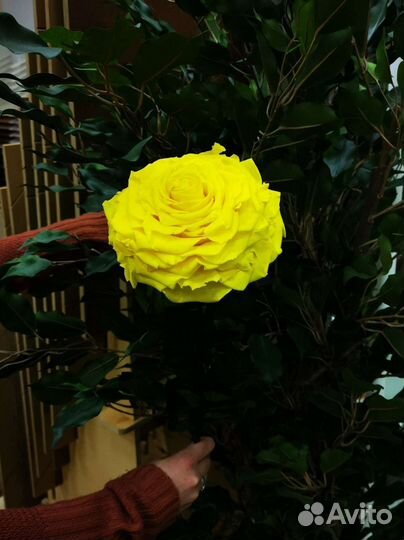 Живая роза 14-16 см диаметром не завянет 5 лет, от