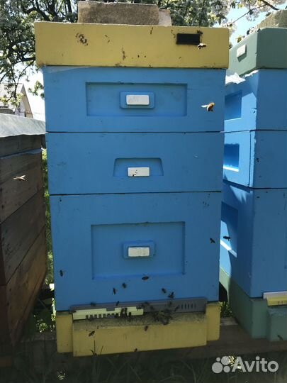 Продам пчел и пасеку