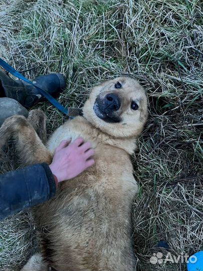 Собака в добрые руки