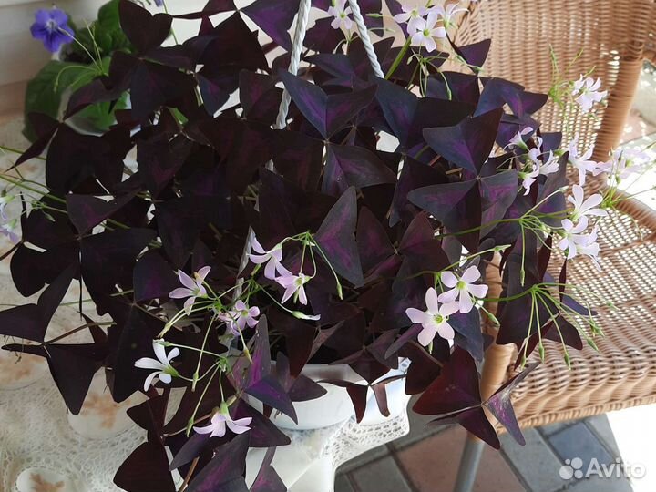 Кислица оксалис