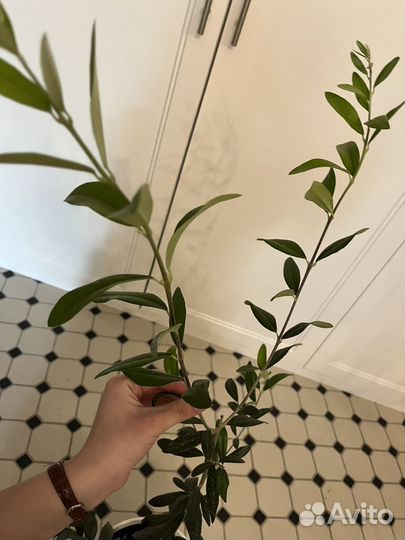 Растение оливкое дерево