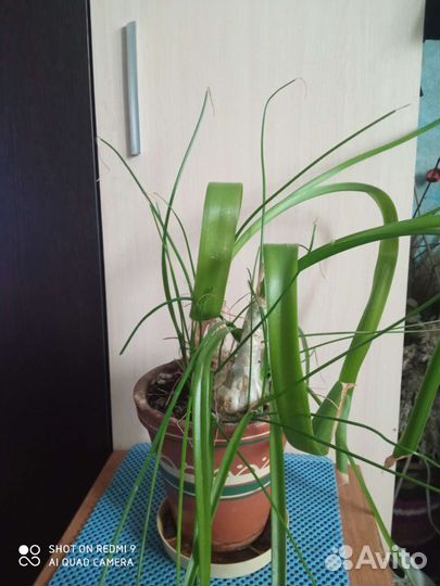 Индийский лук