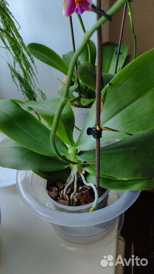 Орхидея фаленопсис