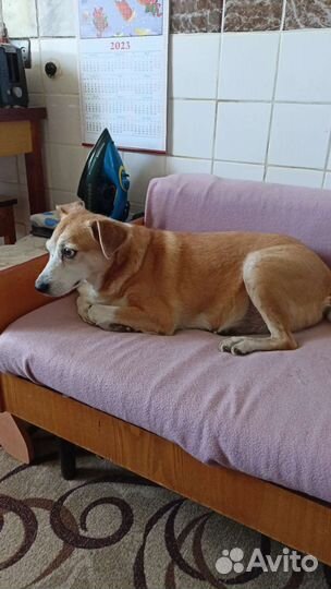 Собака в добрые руки отдам бесплатно