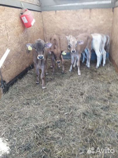 Бычки и Тёлки