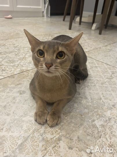 Абиссинская кошка