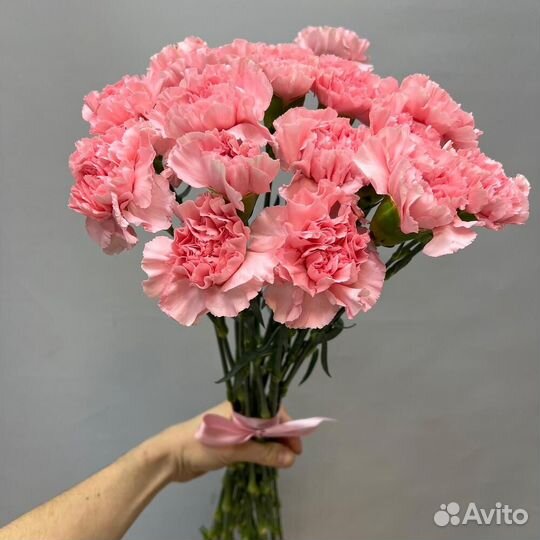 Гвоздики сортовые розовые