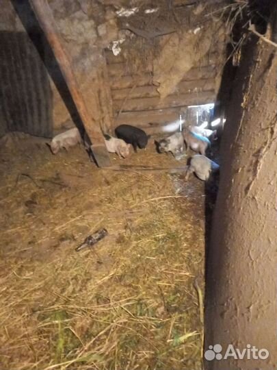 Вьетнамск вислобрюхий поросенок