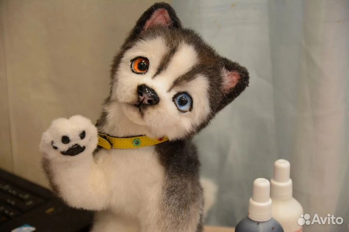 Красавчик хаски щенок